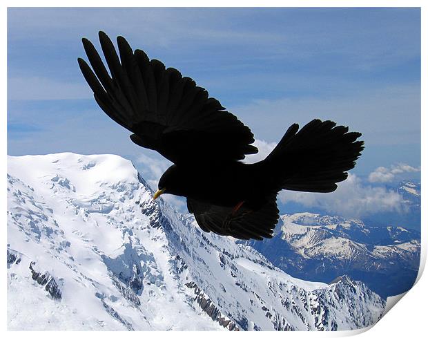 Alpine Chough flying in the French alps Print by Linda More