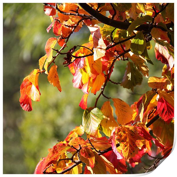 Vivid autumn leaves Print by Linda More