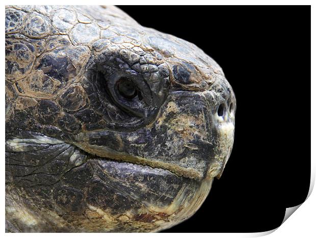 Giant tortoise head, close up, black background Print by Linda More