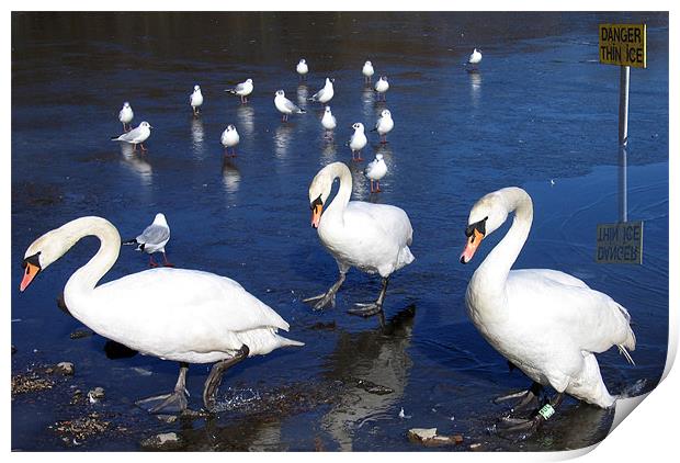 Group of swans walking near ice Print by Linda More