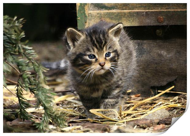 Scottish Wildcat Kitten Print by Linda More