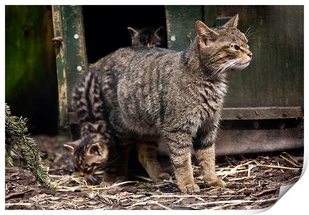 Scottish Wildcat and kittens Print by Linda More