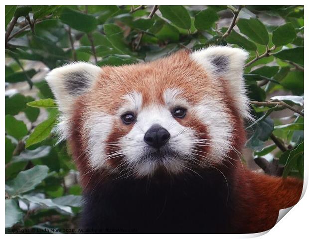 Red panda looking at camera Print by Linda More