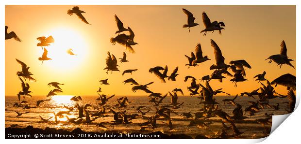 Seagulls At Sunset Print by Scott Stevens