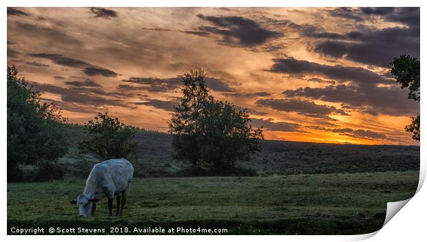 Grazing At Sunrise Print by Scott Stevens