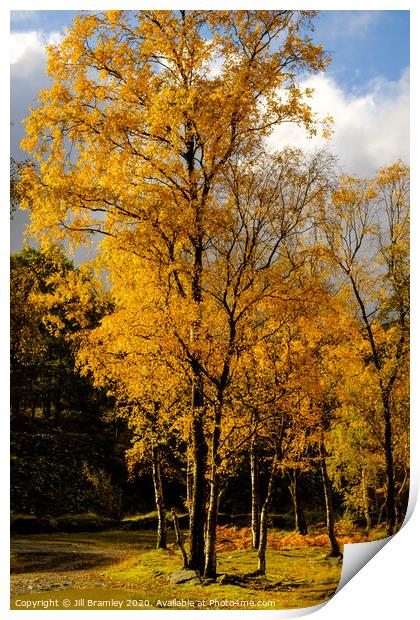 Autumn Trees Print by Jill Bramley