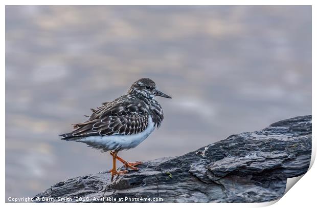 Turnstone at Sunset Print by Barry Smith