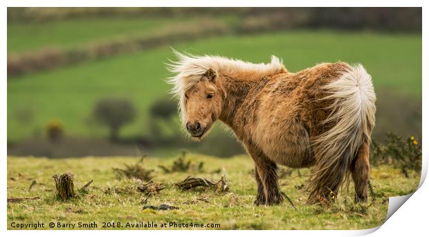 Wind swept Shetland Pony Print by Barry Smith