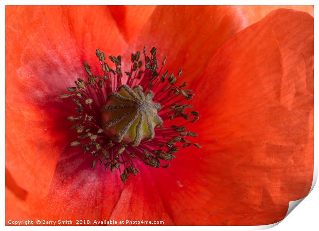 Red Poppy Print by Barry Smith