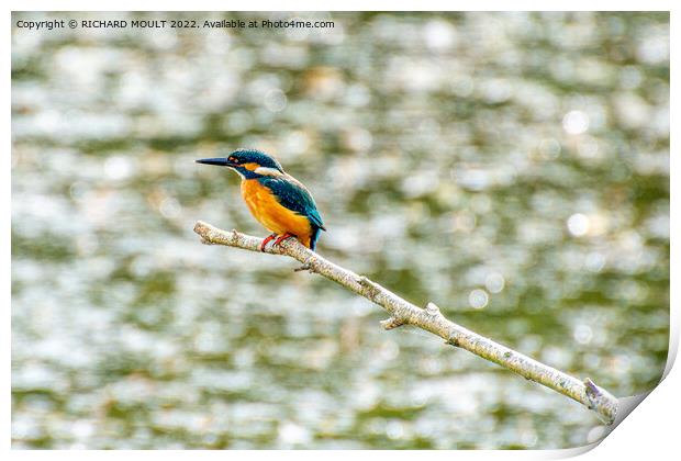 Hunting Kingfisher Print by RICHARD MOULT