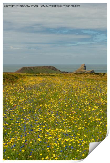 Wild Flowers at Rhossili on Gower Print by RICHARD MOULT