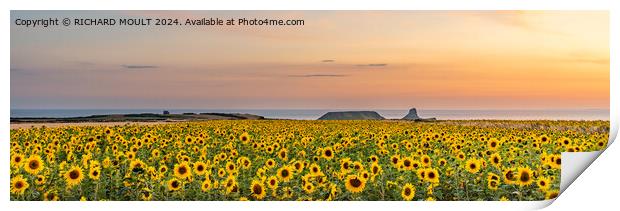 Rhossili Sunflowers on Gower  Print by RICHARD MOULT
