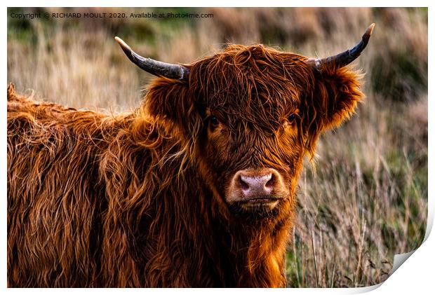 Gower Highland Cattle Portrait Print by RICHARD MOULT