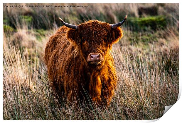 Gower Highland Cattle Print by RICHARD MOULT