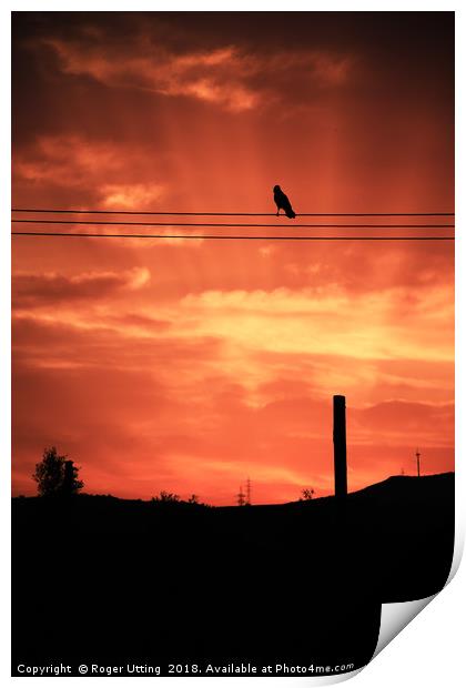 Crow Sunset Print by Roger Utting