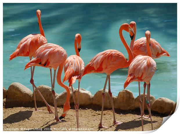 A group of Flamingos Print by Roger Utting