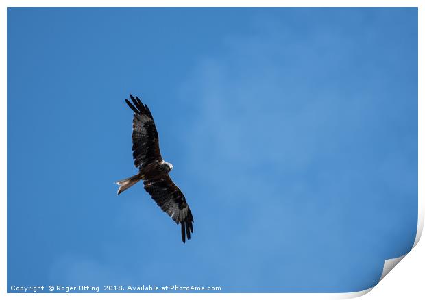 Red Kite flying Print by Roger Utting