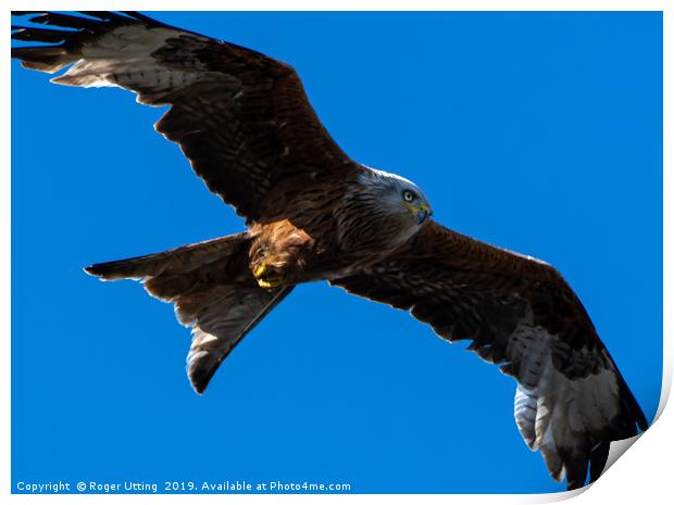 Red Kite on the wing Print by Roger Utting