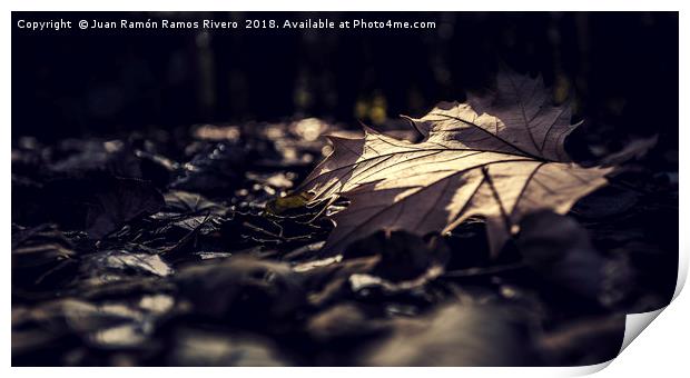 Dry leaf on the ground Print by Juan Ramón Ramos Rivero
