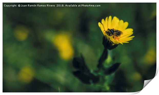 Bee full of pollen on the flower Print by Juan Ramón Ramos Rivero