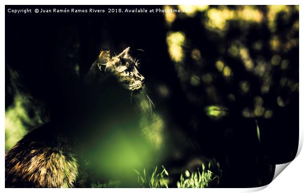 Very cute image of a cat behind the grass Print by Juan Ramón Ramos Rivero