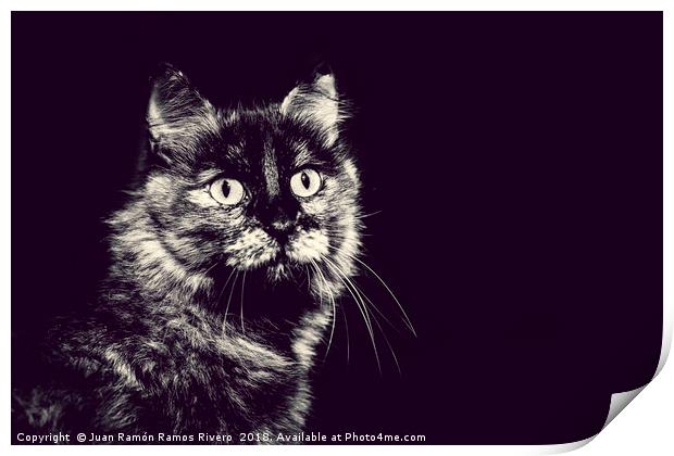 Image of very nice cat in black and white Print by Juan Ramón Ramos Rivero