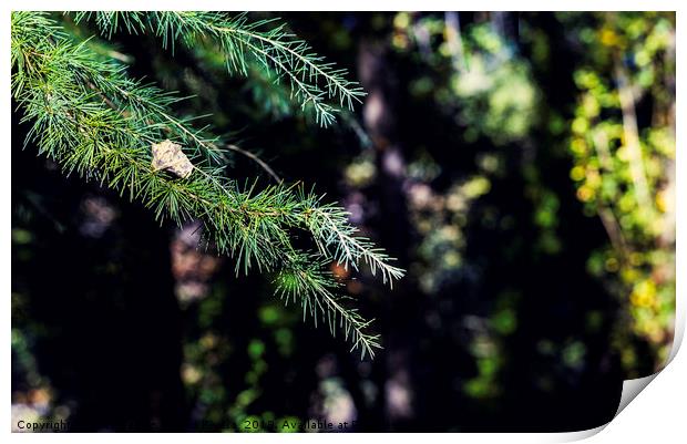 Branches of green conifers with dry leaf on it Print by Juan Ramón Ramos Rivero