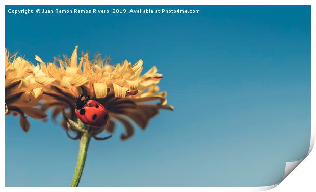 Ladybird on a sunny yellow daisy flower low angle  Print by Juan Ramón Ramos Rivero