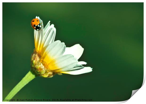 Ladybird on daisy, chamomile isolated on green Print by Juan Ramón Ramos Rivero