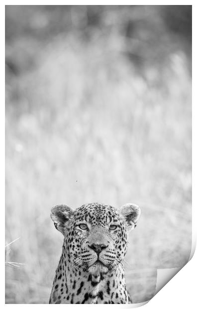 Peek-a-boo leopard Print by Villiers Steyn