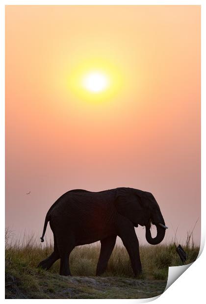 Sunset elephant Print by Villiers Steyn