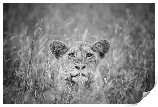 Cheeky lion cub Print by Villiers Steyn