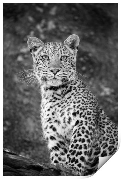 Leopard beauty Print by Villiers Steyn
