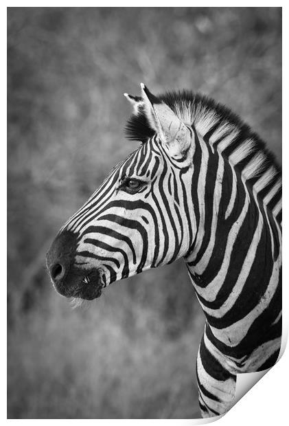 Striped stallion Print by Villiers Steyn