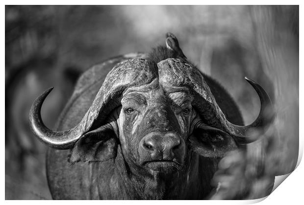 Buffalo stare Print by Villiers Steyn