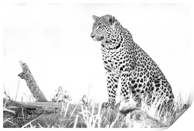 Light leopard Print by Villiers Steyn