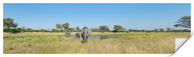 Okavango elephants Print by Villiers Steyn