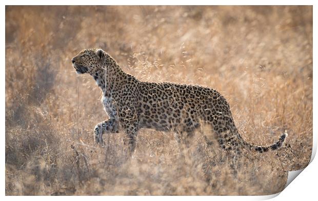 Leopardess Print by Villiers Steyn