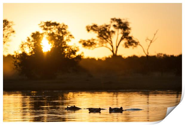 Hippos at sunset Print by Villiers Steyn