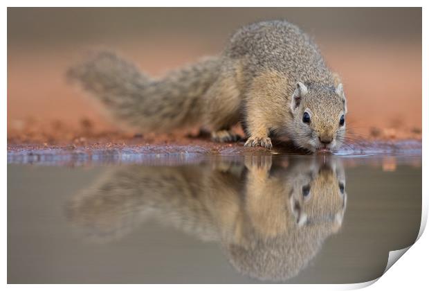 Squirrel mirror Print by Villiers Steyn
