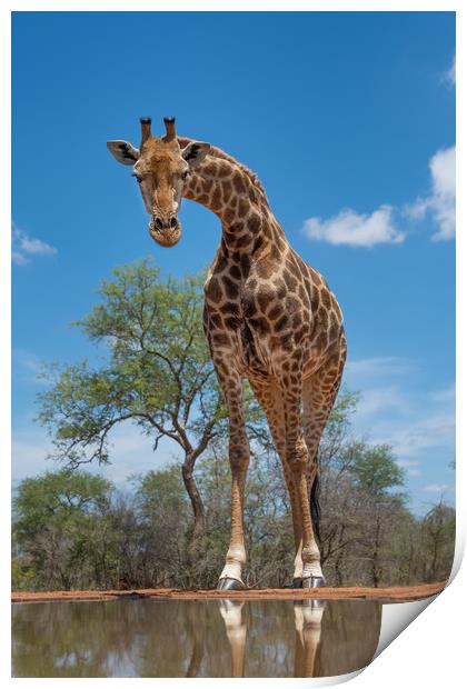 Curious giraffe Print by Villiers Steyn