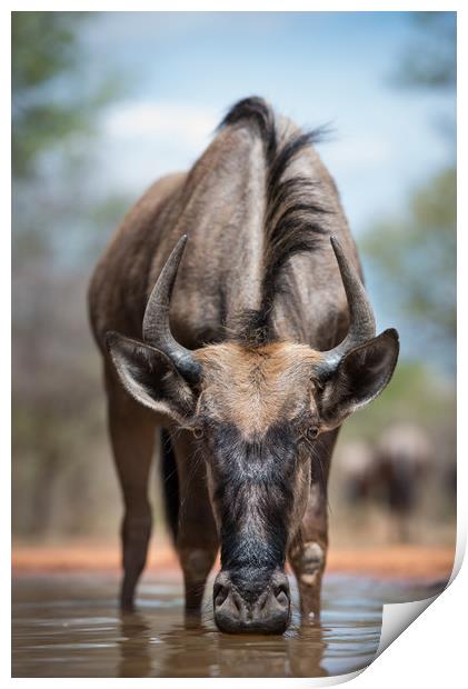 Wildebeest stare Print by Villiers Steyn