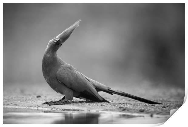 Grey go-away bird Print by Villiers Steyn