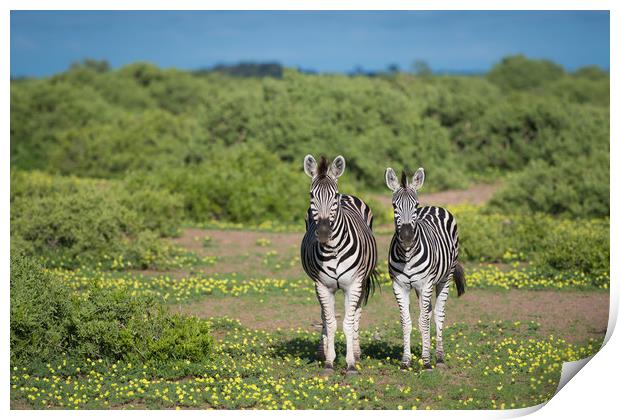 Zebras in bloom Print by Villiers Steyn
