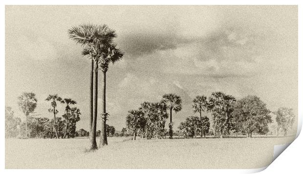 Palm trees in Cambodia Print by Genevieve HUI BON HOA