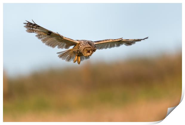 Hunting Long Eared Owl Print by David Semmens