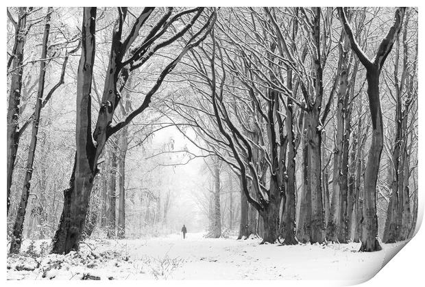 A Walk Through Winter Woodland Print by David Semmens