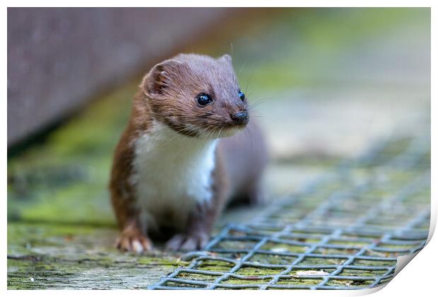Early morning Weasel Print by David Semmens
