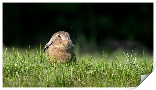 Whiskers Print by David Semmens