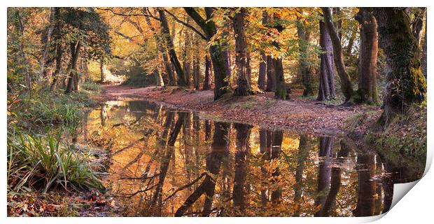 Autumnal Woodland Print by David Semmens